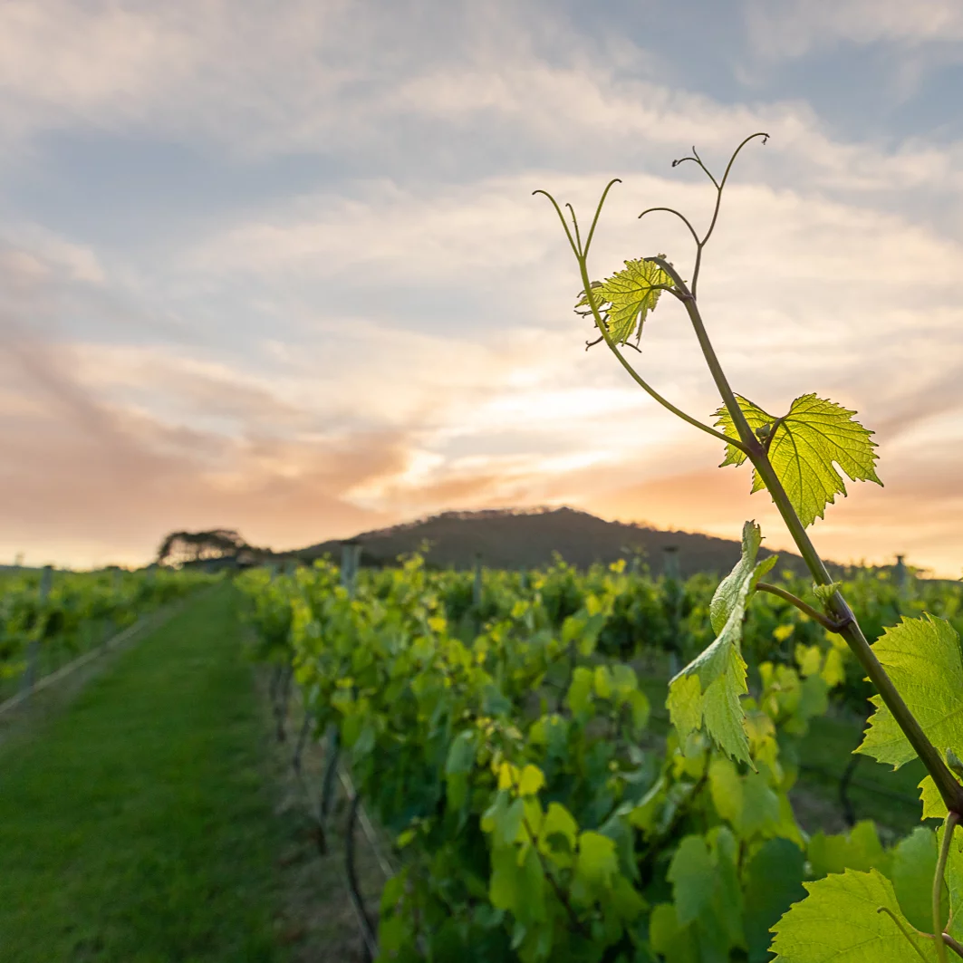 sunset-vines-mountain-ridge-wines